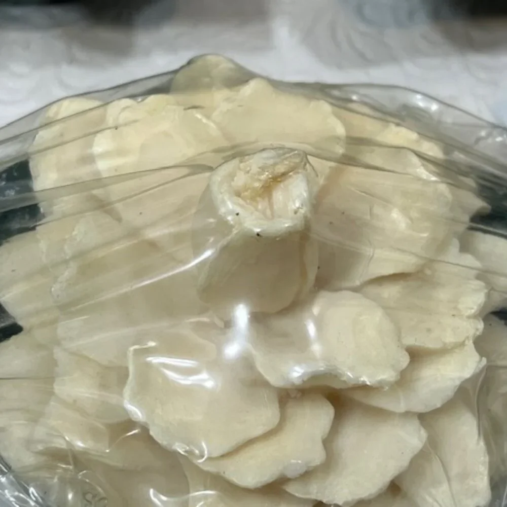 VTG 4 White Magnolia Floating Floral Candles Michael Coffindaffer 5.5